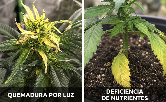 plantas enfermas