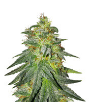 Bruce Banner #3 (Original Sensible Seeds)