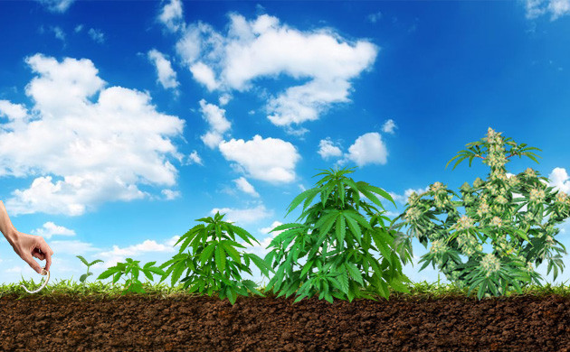 como plantar marihuana en exterior