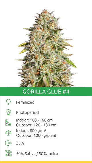 gorilla glue 4