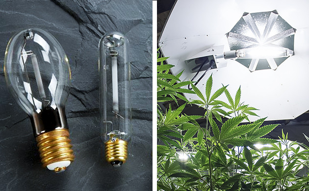 Luzes HID para cannabis