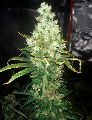 Blue Dream da BlimBurn Seeds engordou demais para seu próprio bem