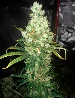 Blue Dream from BlimBurn Seeds Got Too Fat For Her Own Good