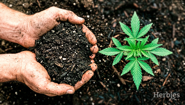 Growing Cannabis in Living Soil: How to Do It the Right Way growing cannabis in living soil