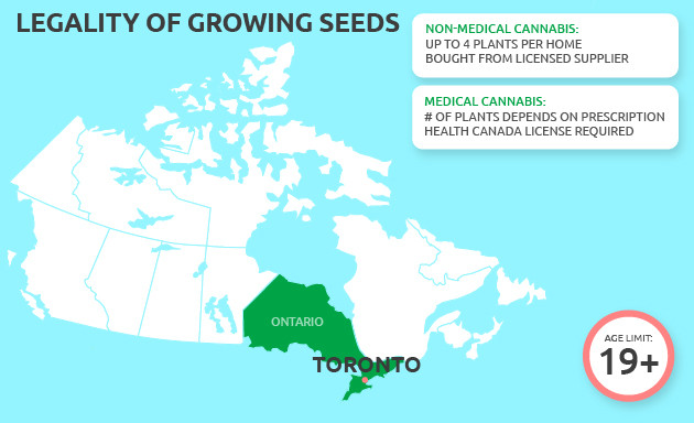 buy cannabis seeds in toronto