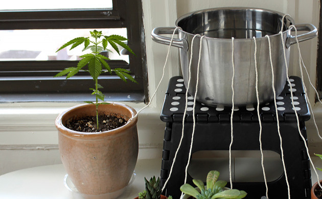 Auto watering system for cannabis