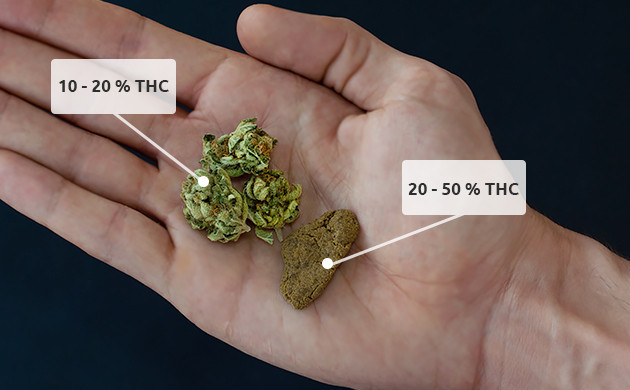 flor de cannabis vs haxixe
