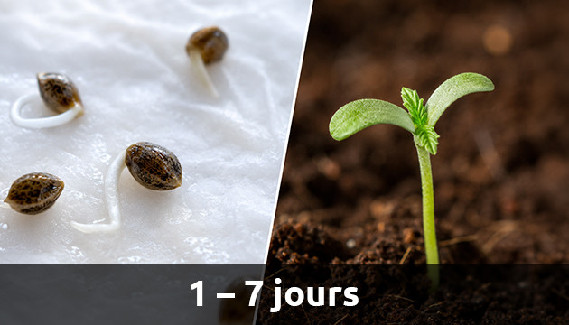 La phase de germination la croissance du cannabis