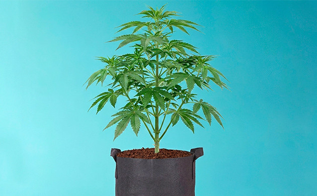 how to water cannabis plants