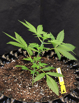 Wedding Cake Auto di Original Sensible Seeds