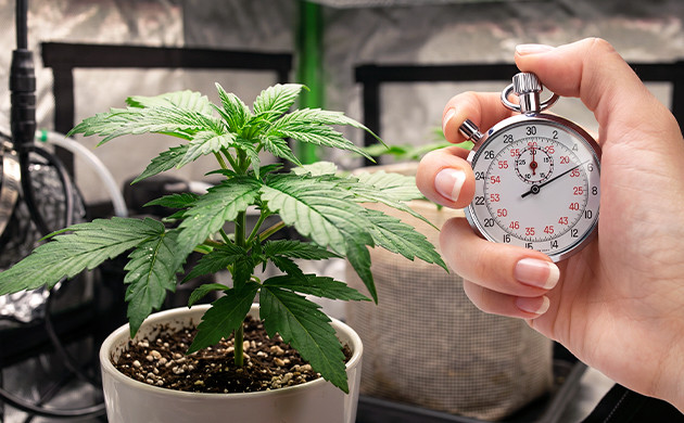 how to make buds more potent