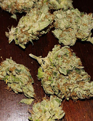 buy top quality marijuana seeds for sale