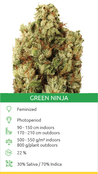 Graines de variété Green Ninja