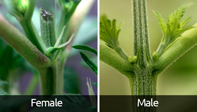 cannabis plants flowering stages