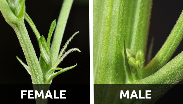 male marijuana plant