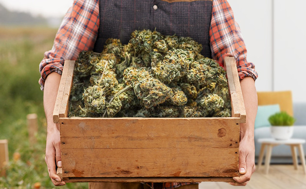 High Yielding cannabis strains