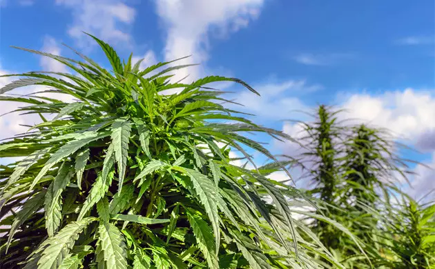 plantas de marihuana exterior