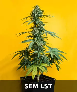 como esconder maconha no seu quarto