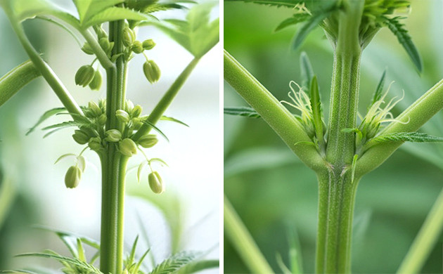 regular seeds