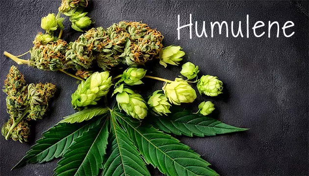buy top cannabis seeds for sale