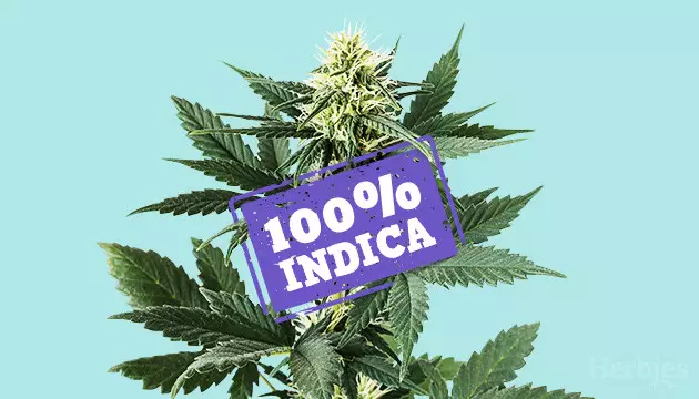 pure indica strains