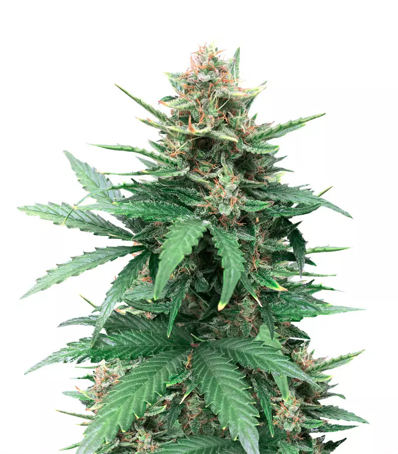 Vente de graines de cannabis Tutankhamon