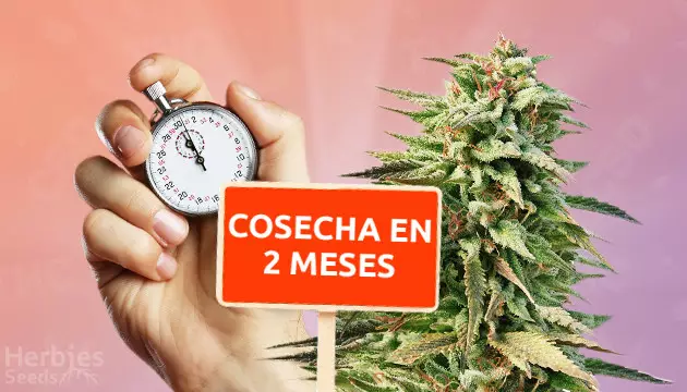 compra marihuanas de floración rápida