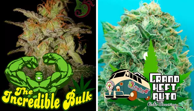 Dr Krippling Seeds buy cannabis seeds
