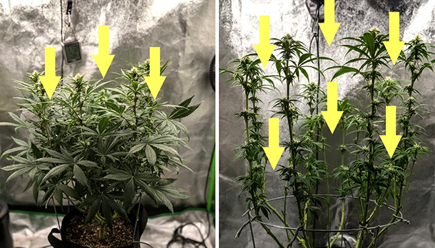 Entfernen Sie die Lüfterblätter, um die Qualität der Knospen zu verbessern Unkrautentlaubung