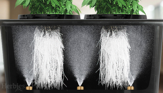 Aeroponic Weed Growing: Everything You Need to Know