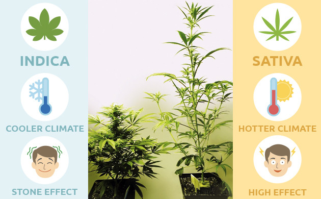 Indica sativa difference