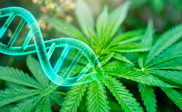 la génétique de la marijuana la génétique de la marijuana