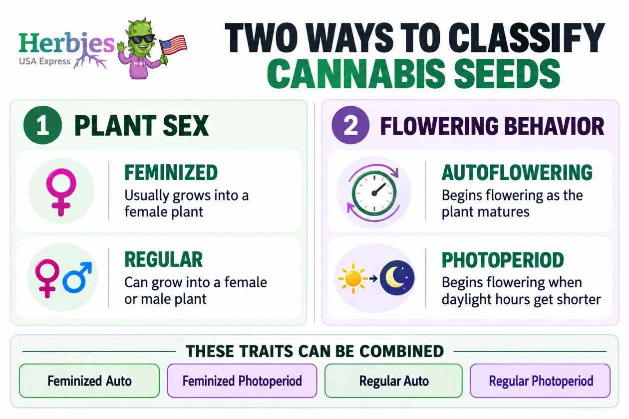Two ways to classify cannabis seeds: plant sex (feminized or regular) and flowering behavior (autoflowering or photoperiod). These traits can be combined.