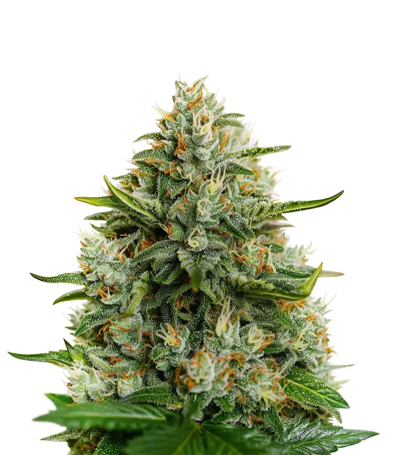 Big Bang (Green House Seeds)