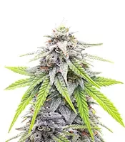 Donutz feminized seeds for sale Donutz Feminized (Humboldt Seed Company)
