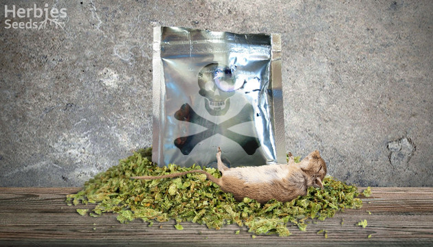 synthetic marijuana what is it and why you need to stay away from it