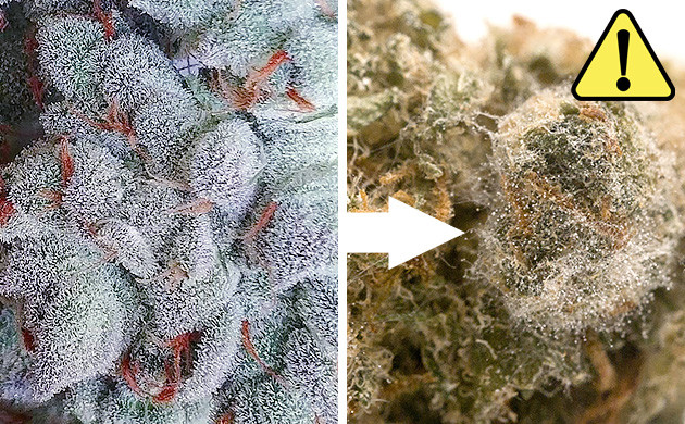 Freezing Weed: The Pros, Cons And Everything In Between - Herbies