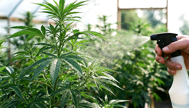 is molasses good for pot plants