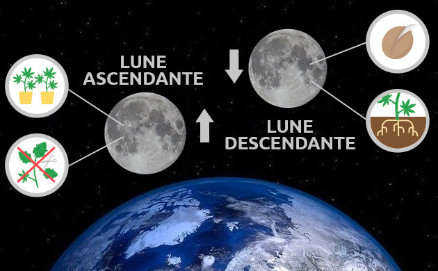 Lune ascendante et Lune descendante