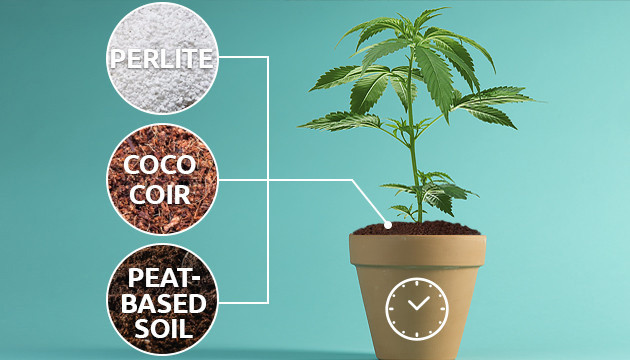 melhor solo para o cultivo de cannabis