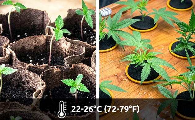 germination, semis et clones