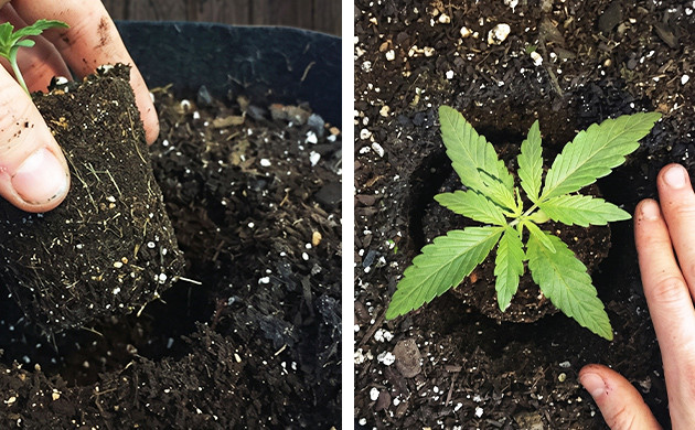 transplanting marijuana plants during flowering