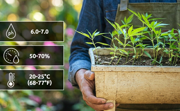Conditions optimales pour vos autofloraisons graine autofloraison comment faire pousser