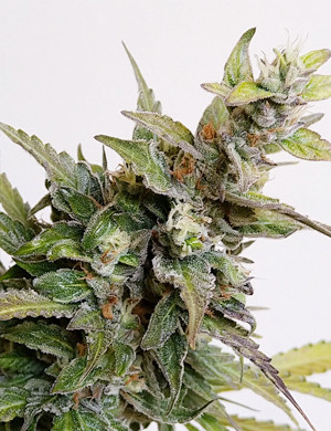 La cosecha de Gorilla Glue Auto de Original Sensible Seeds