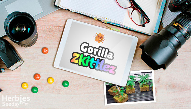 Barney’s Gorilla Zkittlez Grow report
