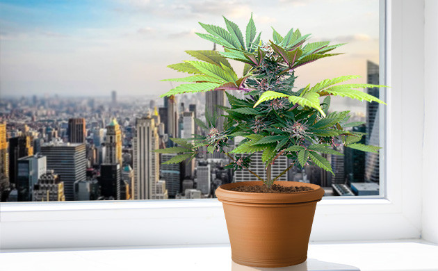 Marijuana Seeds In New York
