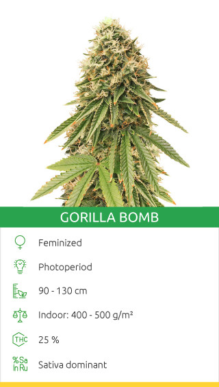 Gorilla Bomb par Bomb Seeds