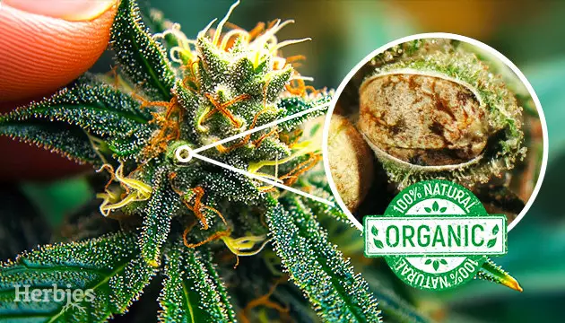 organic marijuana seeds