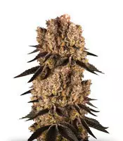 Ceppo Purple Punch