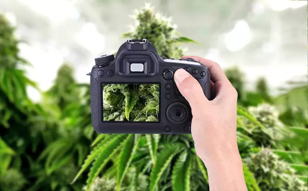 comment observer les trichomes